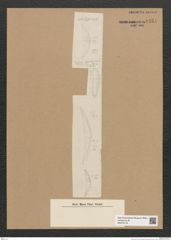 Diatomeae indet. Zeichnungen Sammlung Grunow Nr. 6434 (NHMW-BOT-W0375118)